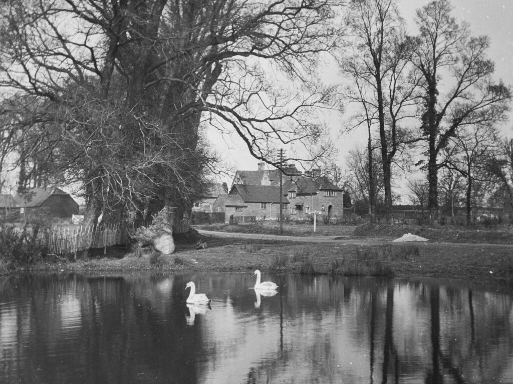 B63-Whitmoor-Common-Surrey-1929-swans