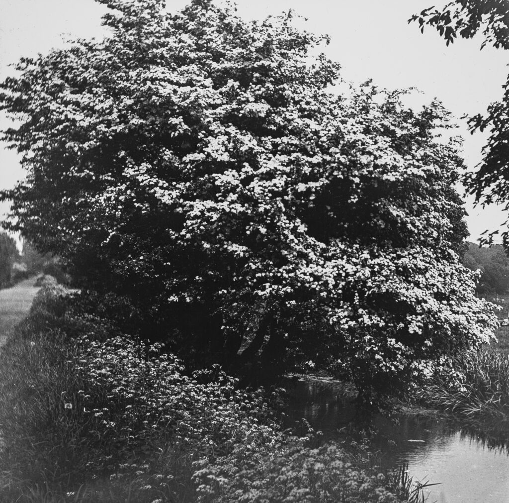 C7-May-tree-Kew-1904