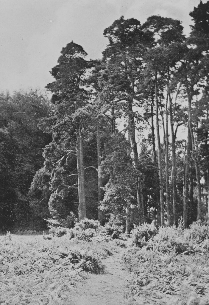 I20-Ashdown-Forest I20-Ashdown-Forest