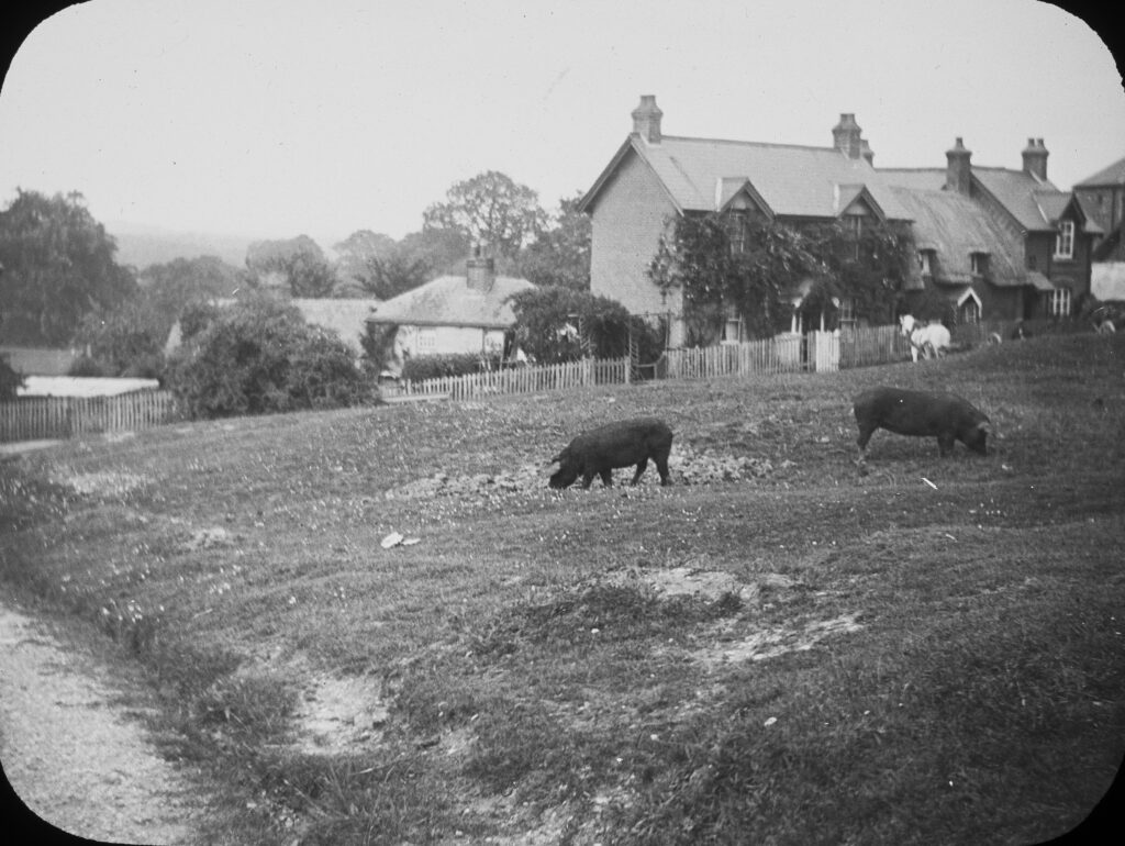 I8-New-Forest-pigs-Emery-Down I8-New-Forest-pigs-Emery-Down