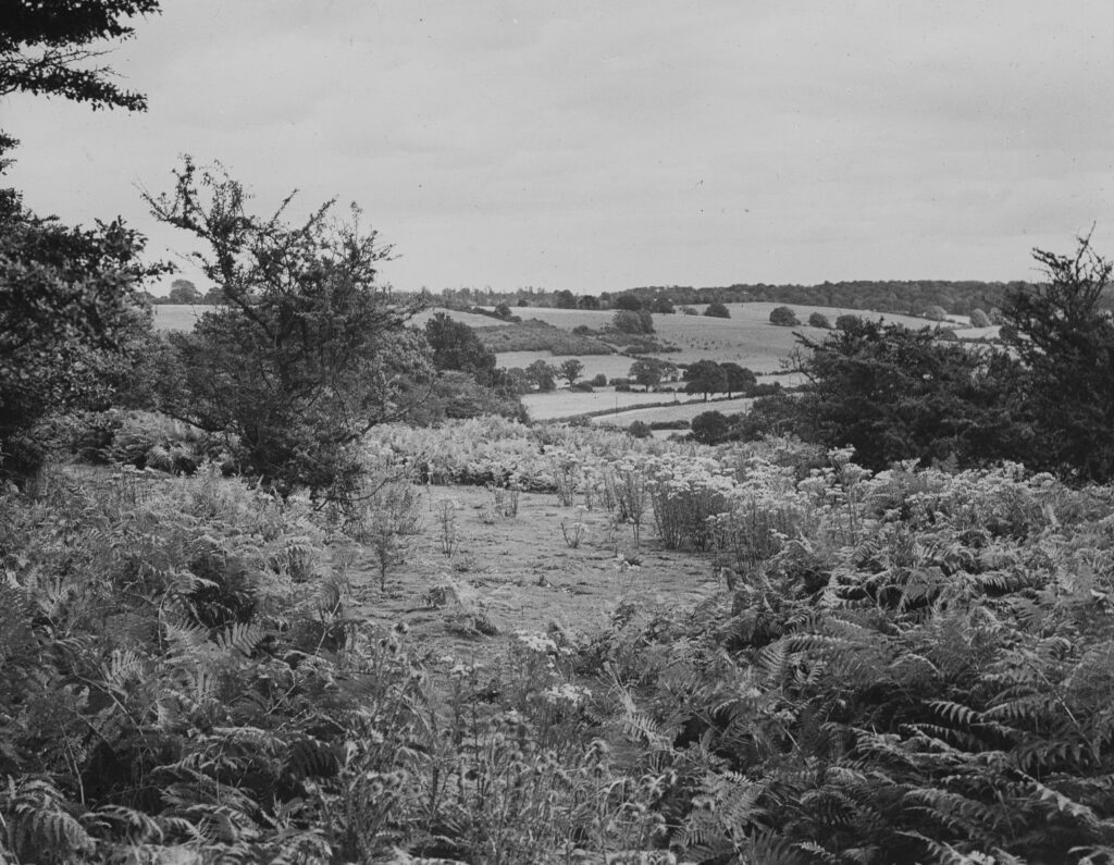L92-Hudnall-Common-Hertfordshire-August-1936 L92-Hudnall-Common-Hertfordshire-August-1936