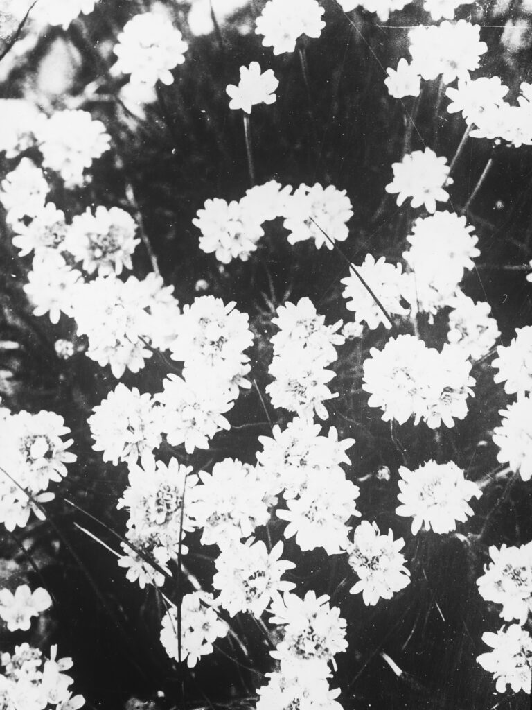 M3-Sea-thrift M3-Sea-thrift