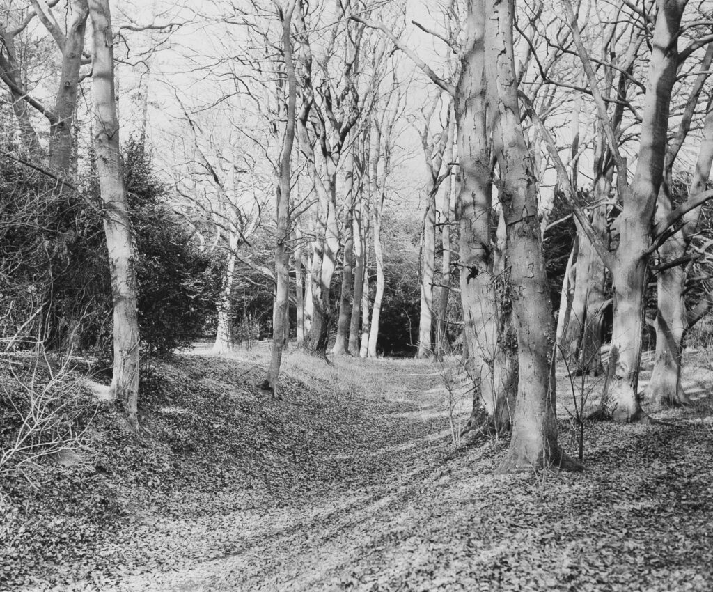 M55-Woodland-scene-in-winter M55-Woodland-scene-in-winter